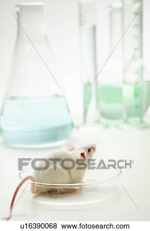 Laboratory mouse in Petri dish, studio shot View Large Photo Image Stock Photo - Laboratory mouse in Petri dish, studio shot. Fotosearch