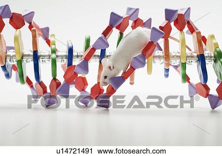 Stock Image - Laboratory mouse on DNA model, studio shot. Fotosearch