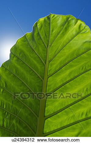 Stock Image - Leaf in sunlight. Fotosearch