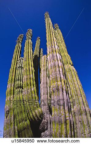 Mexico, Baja California, Cardon Cactus View Large Photo Image Stock Image - Mexico, Baja California, Cardon Cactus. Fotosearch