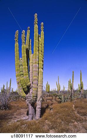 Mexico, Baja California, Cardon Cactus View Large Photo Image Stock Photo - Mexico, Baja California, Cardon Cactus. Fotosearch