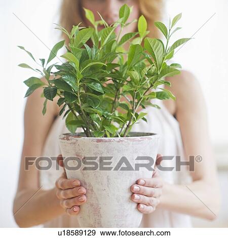 Stock Photo - Midsection of woman holding potted plant. Fotosearch