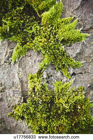 Stock Image - Moss on stone. Fotosearch