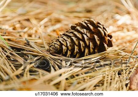 Stock Photograph - Pine cone. Fotosearch