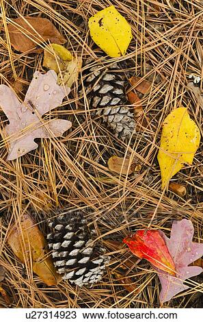 Pine cones and leaves View Large Photo Image Stock Image - Pine cones and leaves. Fotosearch