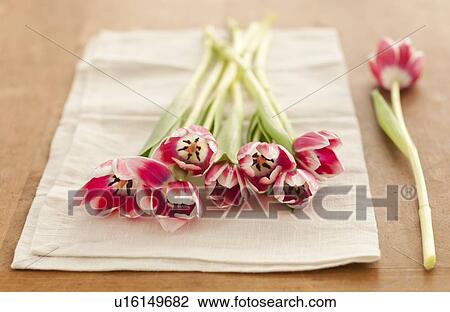 Stock Image - Pink tulips on napkin. Fotosearch