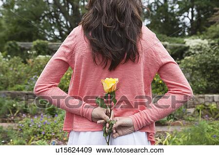 Rear view of woman holding yellow rose behind back in garden View Large Photo Image Stock Photo - Rear view of woman holding yellow rose behind back in garden. Fotosearch