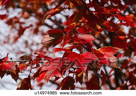 Stock Photography - Red fall leaves on tree branch. Fotosearch