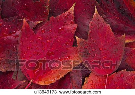Red fall leaves with water drops View Large Photo Image Stock Image - Red fall leaves with water drops. Fotosearch