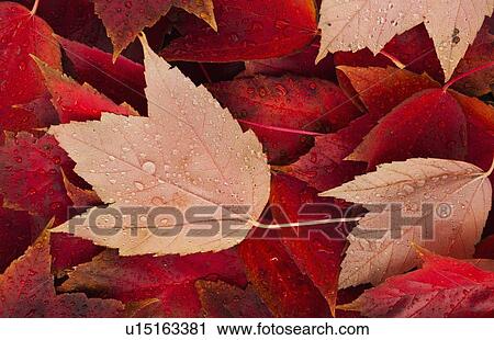 Red fall leaves with water drops View Large Photo Image Stock Image - Red fall leaves with water drops. Fotosearch