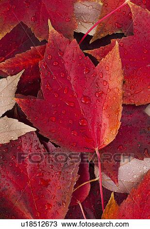 Red fall leaves with water drops View Large Photo Image Stock Image - Red fall leaves with water drops. Fotosearch