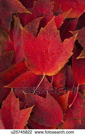 Red fall leaves with water drops View Large Photo Image Stock Image - Red fall leaves with water drops. Fotosearch