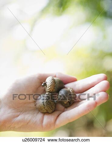 Picture - Roaring Brook Lake, Close up of hand holding acorns. Fotosearch