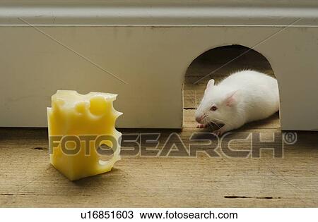 Stock Image - Slice of cheese in front of mouse hole, studio shot. Fotosearch