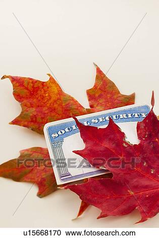 Stock Image - Social security card and autumn leaves, studio shot. Fotosearch