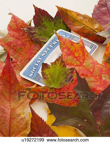 Stock Photo - Social security card and autumn leaves, studio shot. Fotosearch