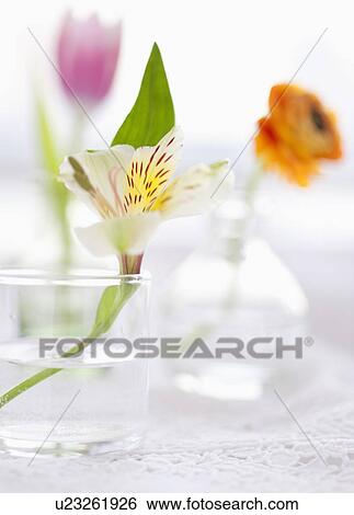 Still life with fresh flowers in vases View Large Photo Image Stock Photograph - Still life with fresh flowers in vases. Fotosearch