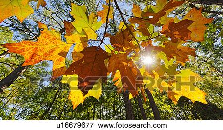 Stone Mountain, Autumn leaves View Large Photo Image Stock Photo - Stone Mountain, Autumn leaves. Fotosearch