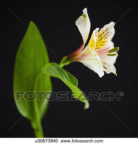 Studio shot of Alstroe Meria View Large Photo Image Stock Image - Studio shot of Alstroe Meria. Fotosearch