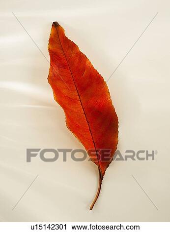 Studio shot of autumn leaf View Large Photo Image Stock Image - Studio shot of autumn leaf. Fotosearch