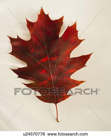 Stock Photo - Studio shot of autumn leaf. Fotosearch