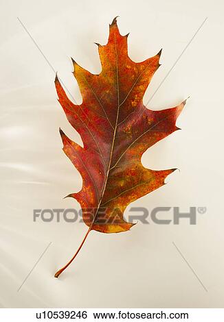 Stock Photograph - Studio shot of autumn leaf. Fotosearch