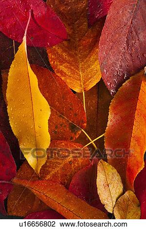 Studio shot of autumn leaves View Large Photo Image Stock Image - Studio shot of autumn leaves. Fotosearch
