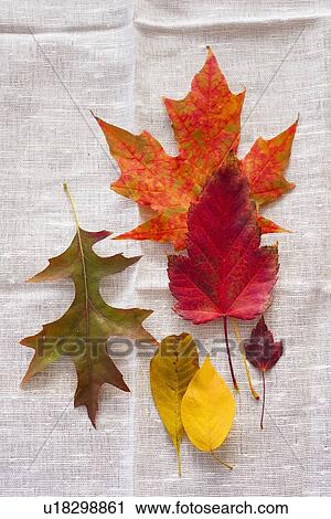 Studio shot of autumn leaves View Large Photo Image Stock Image - Studio shot of autumn leaves. Fotosearch