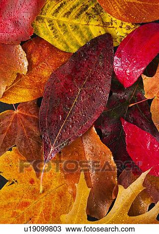 Stock Image - Studio shot of autumn leaves. Fotosearch