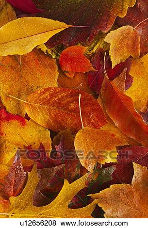 Stock Photo - Studio shot of autumn leaves. Fotosearch