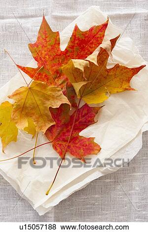 Stock Photo - Studio shot of autumn leaves. Fotosearch