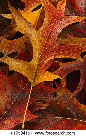 Stock Photo - Studio shot of autumn leaves. Fotosearch