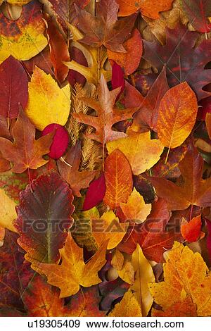 Stock Photo - Studio shot of autumn leaves. Fotosearch