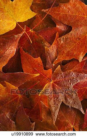 Studio shot of autumn leaves View Large Photo Image Stock Photo - Studio shot of autumn leaves. Fotosearch