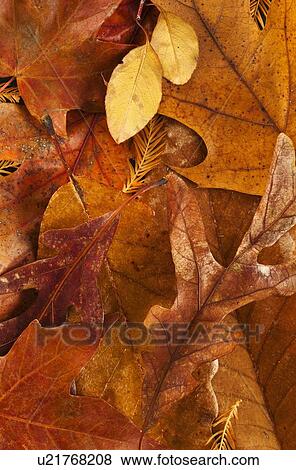 Studio shot of autumn leaves View Large Photo Image Stock Photo - Studio shot of autumn leaves. Fotosearch