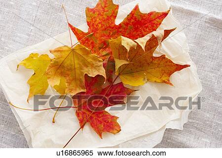 Stock Photography - Studio shot of autumn leaves. Fotosearch