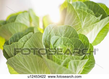 Studio shot of Brassica Oleracea View Large Photo Image Stock Image - Studio shot of Brassica Oleracea. Fotosearch