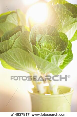 Studio shot of Brassica Oleracea View Large Photo Image Stock Photo - Studio shot of Brassica Oleracea. Fotosearch