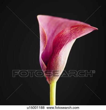 Studio shot of Calla lily View Large Photo Image Stock Photo - Studio shot of Calla lily. Fotosearch