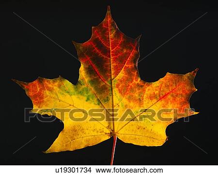 Studio shot of maple leaf View Large Photo Image Picture - Studio shot of maple leaf. Fotosearch