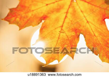 Studio shot of maple leaf View Large Photo Image Stock Image - Studio shot of maple leaf. Fotosearch