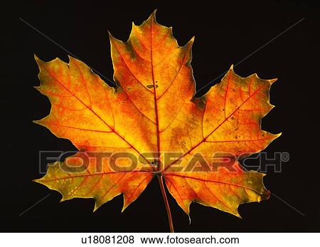 Stock Photo - Studio shot of maple leaf. Fotosearch