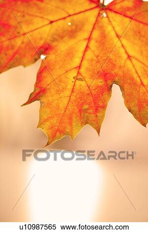 Studio shot of maple leaf View Large Photo Image Stock Photography - Studio shot of maple leaf. Fotosearch