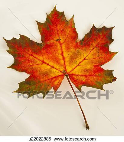 Studio shot of maple leaf View Large Photo Image Stock Photography - Studio shot of maple leaf. Fotosearch