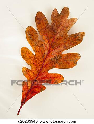 Stock Image - Studio shot of oak leaf. Fotosearch