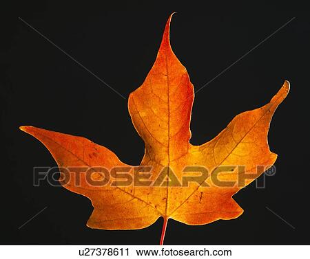Stock Image - Studio shot of orange leaf. Fotosearch