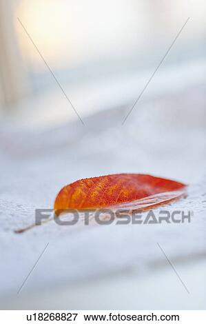 Stock Photo - Studio shot of orange leaf. Fotosearch