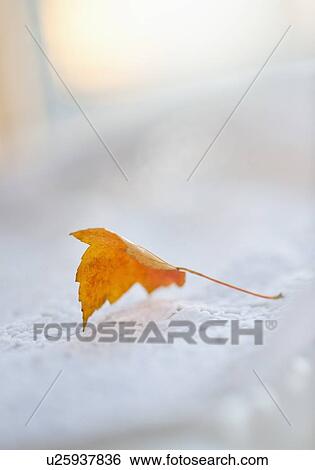 Stock Photograph - Studio shot of orange leaf. Fotosearch