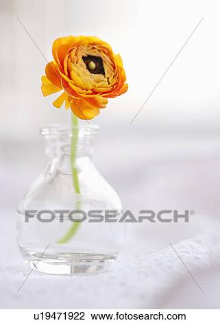 Stock Image - Studio shot of orange Ranunculus in glass vase. Fotosearch