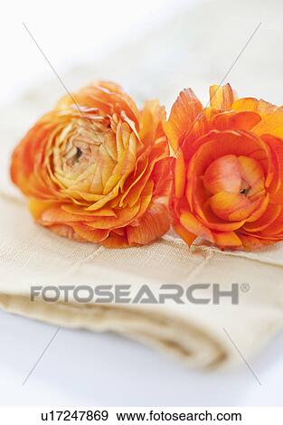 Studio shot of orange Ranunculus on napkin View Large Photo Image Stock Photo - Studio shot of orange Ranunculus on napkin. Fotosearch